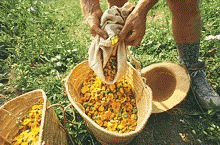 Harvest in LUNASOL's Italian garden